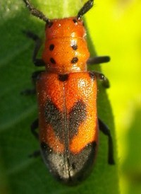 Blackened Milkweed Beetle
